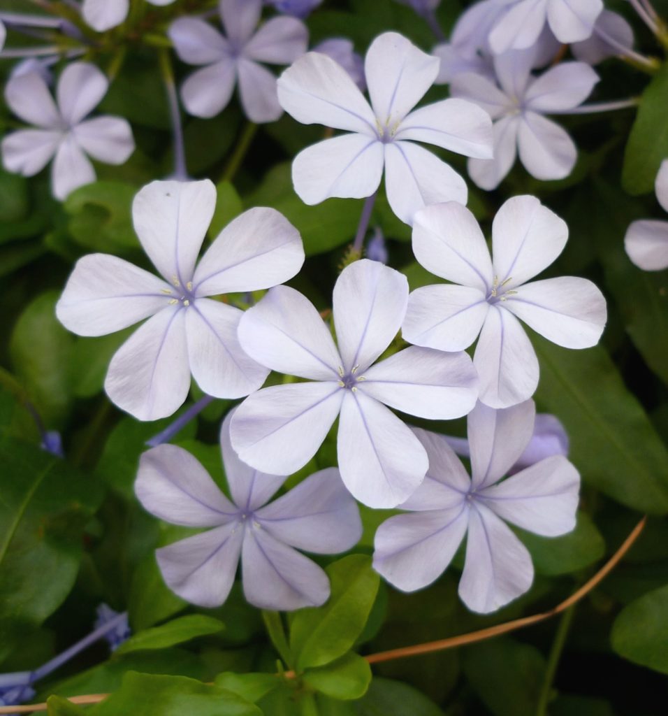 Fleurs de Bach